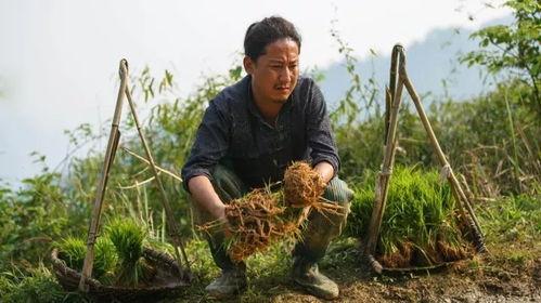 杨英俊背景,从农村青年到乡村振兴的领军人物