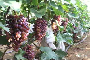 娱乐圈 葡萄,葡萄的璀璨星光与传奇故事